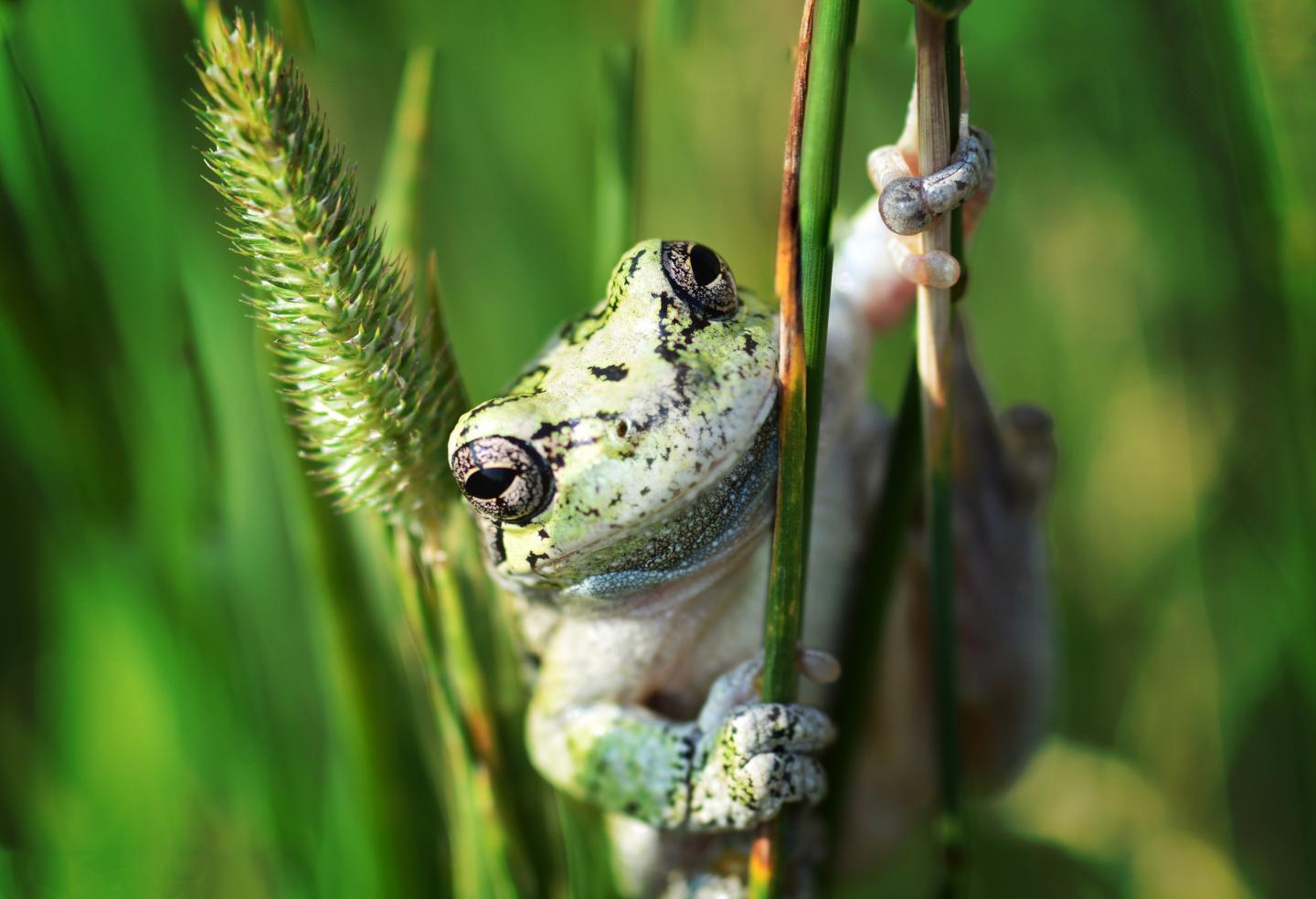 Wood Frogs that Adapt to Pesticides are Vulnerable to Parasites
