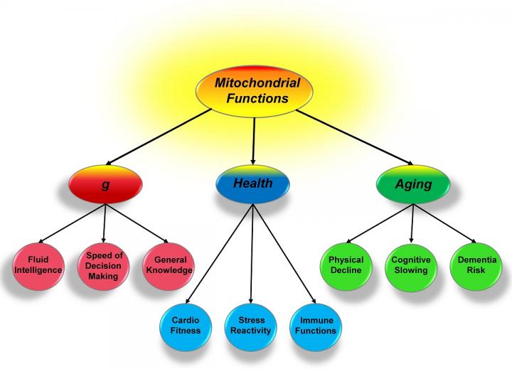 Schematic Diagram