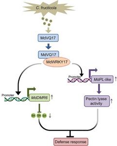 A functional model of MdVQ17 in response to GLS infection in apple.