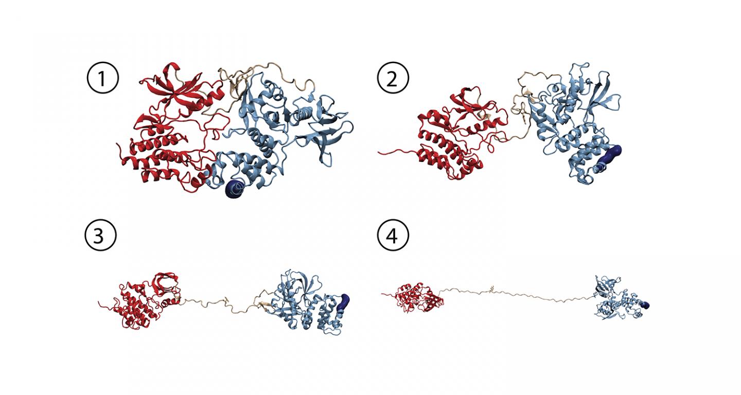 FAK Activates Cell Migration