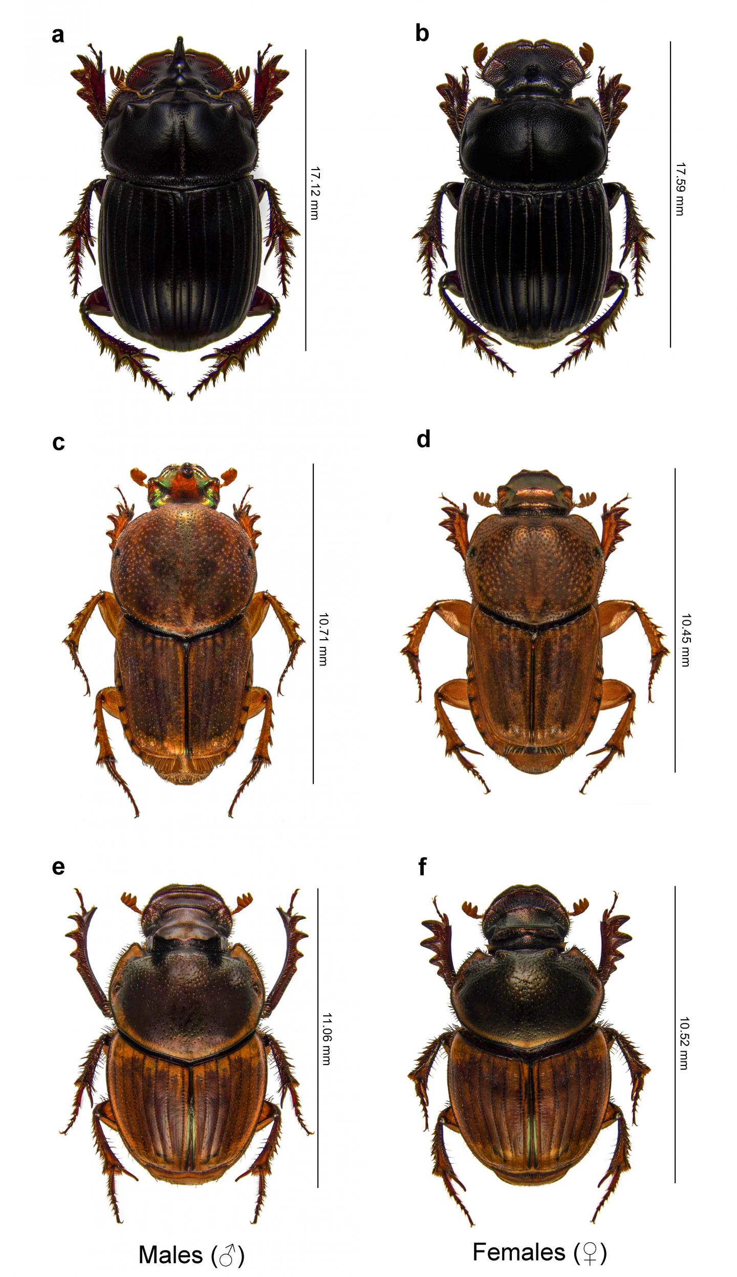 Figure of Dung Beetles