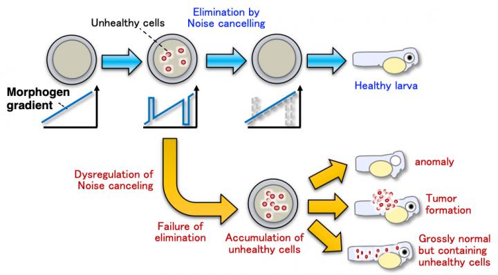 Morphogen-Gradient Noise-Cancelling System