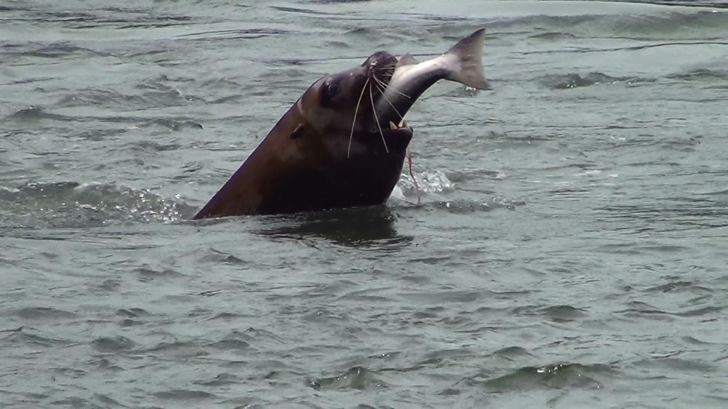 Sea Lion Preying on Salmon at Bonneville Dam