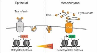 New Mechanism Described in This Research