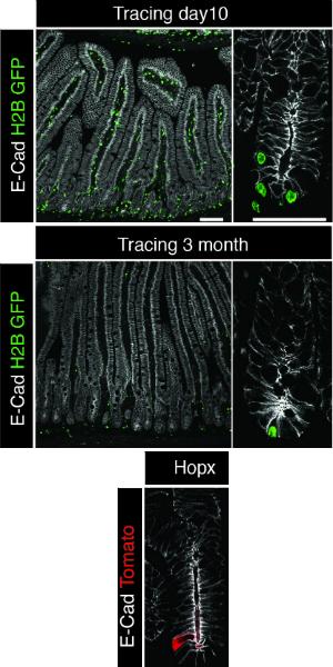 Label-Retaining Cells and Reserve Stem Cells Are Mutually Exclusive