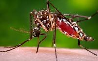 Female <em>Aedes aegypti</em> Mosquito