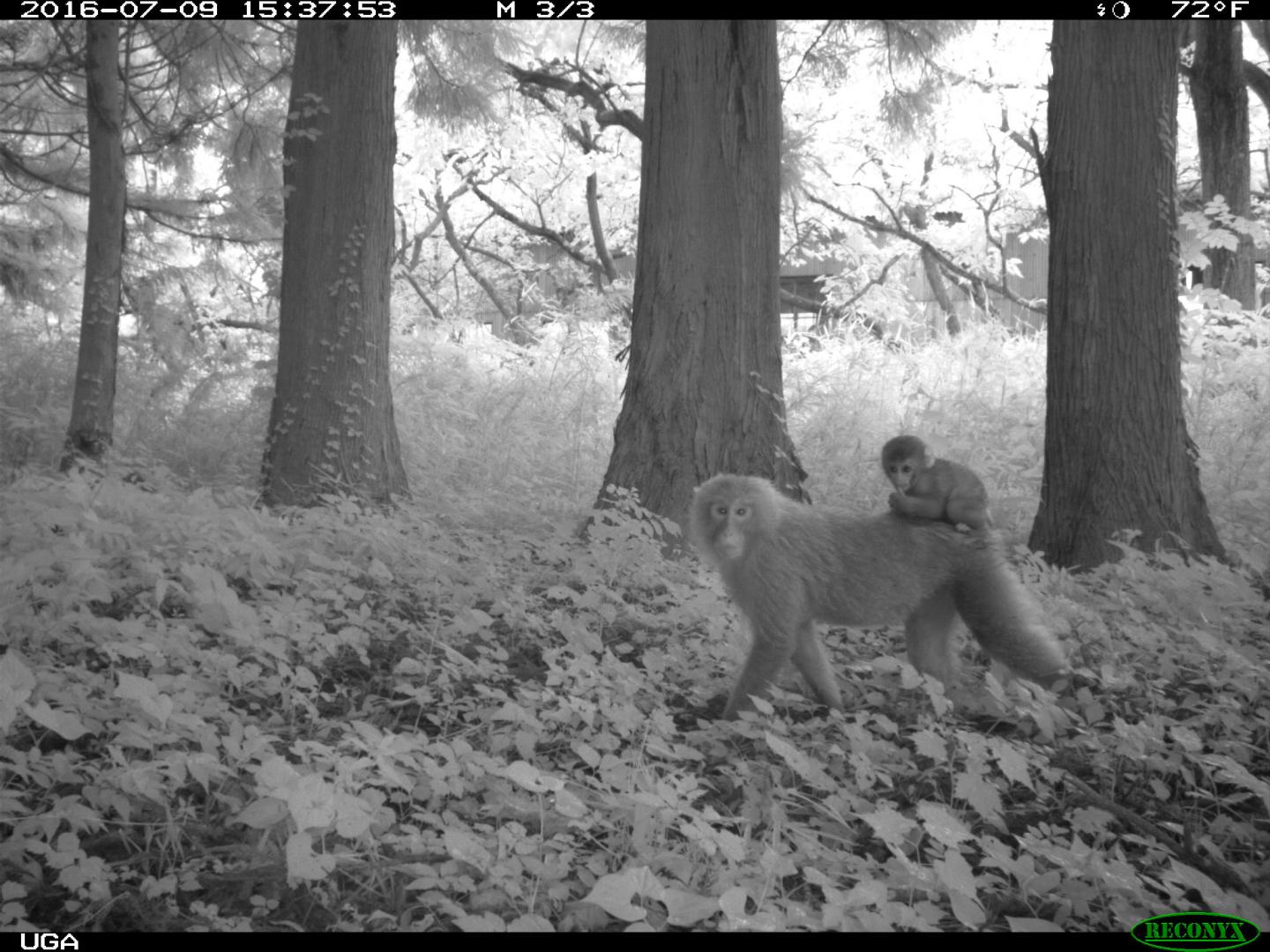 Macaque Monkeys