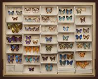 Butterfly Specimens