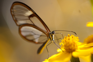 Glasswing butterfly