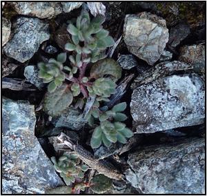 Plant growing in Serpentine soils