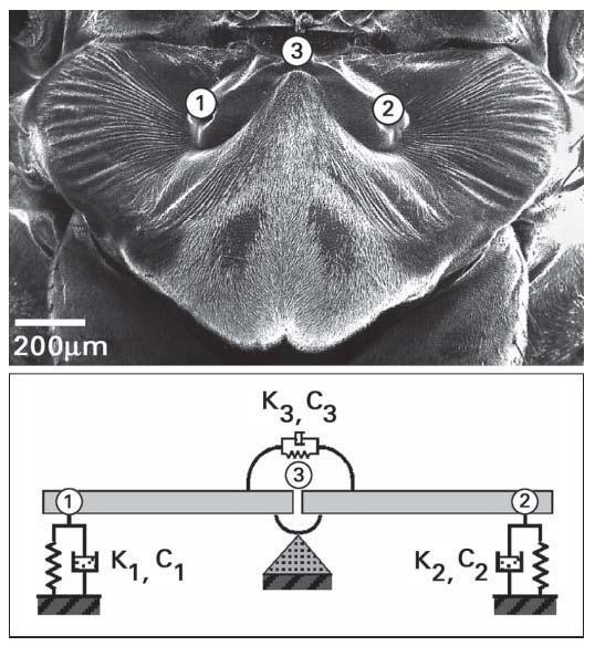NSF Award to Research Electrically Small Biomimetic Antenna Arrays