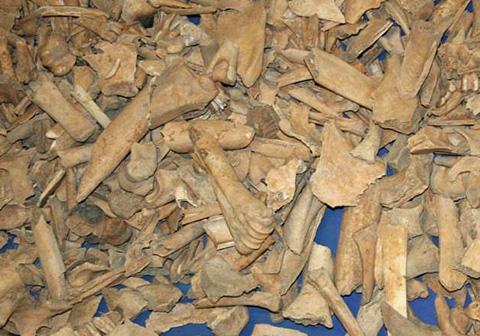 Domestic Animals' Bones