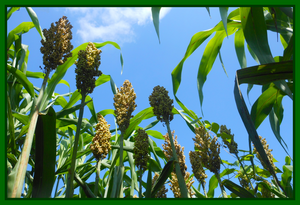 Sorghum