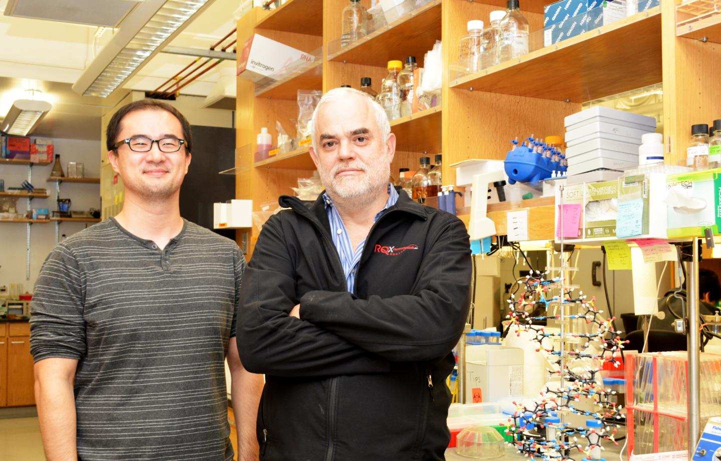 TSRI Scientists Create First Stable Semisynthetic Organism