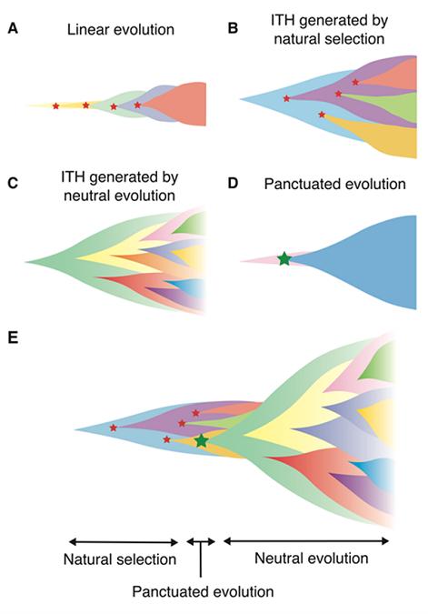 Various Modes of Cancer Evolution