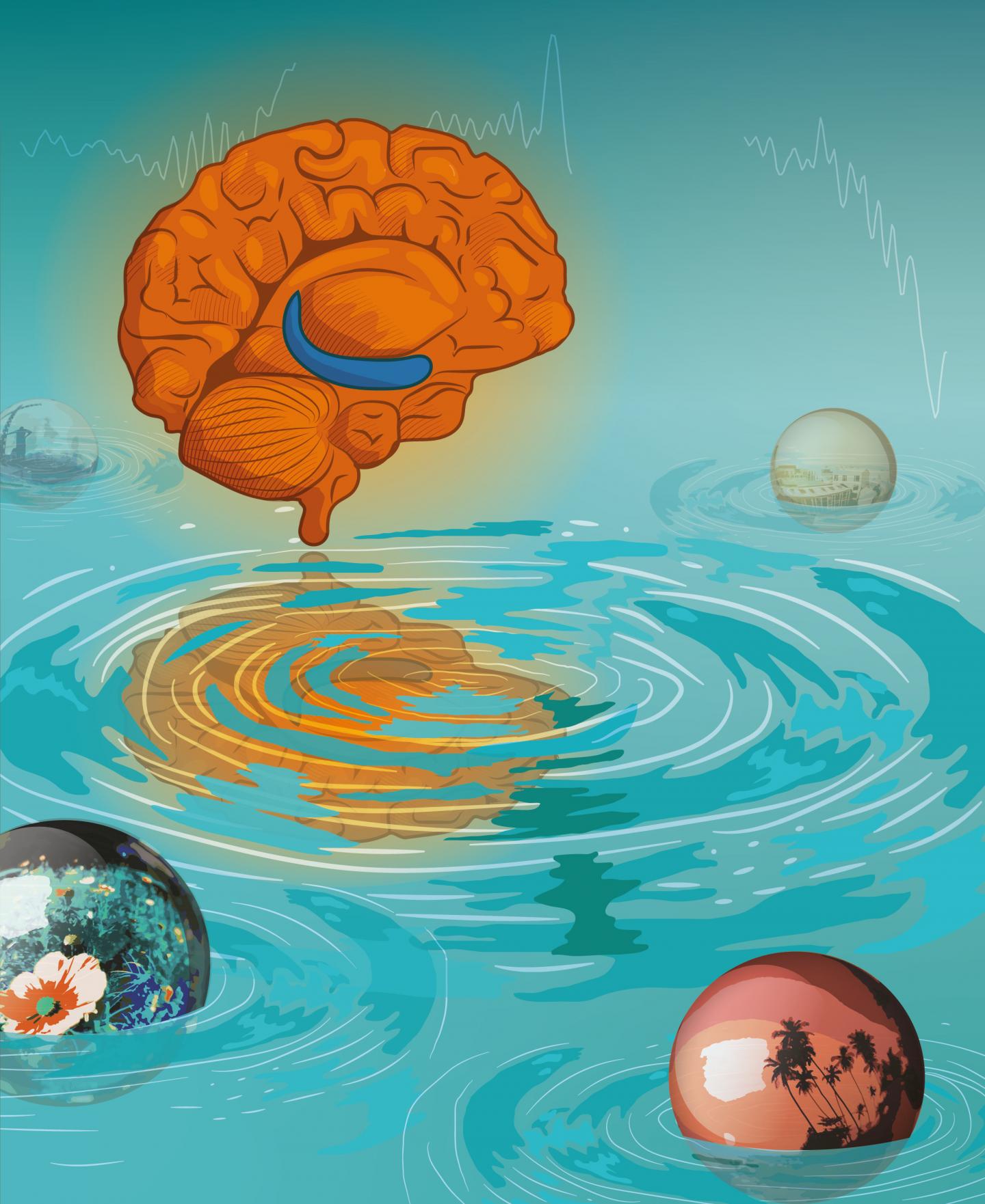 the-hippocampus-in-the-limbic-system