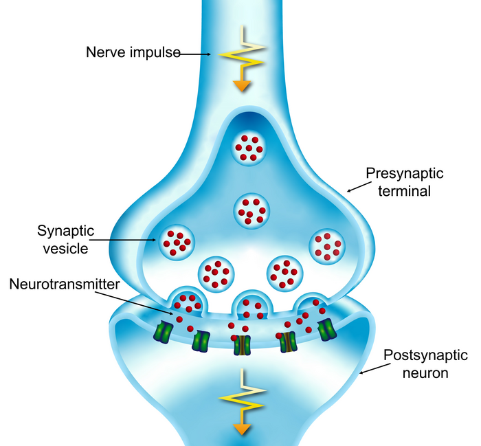 Transmission across a synapse