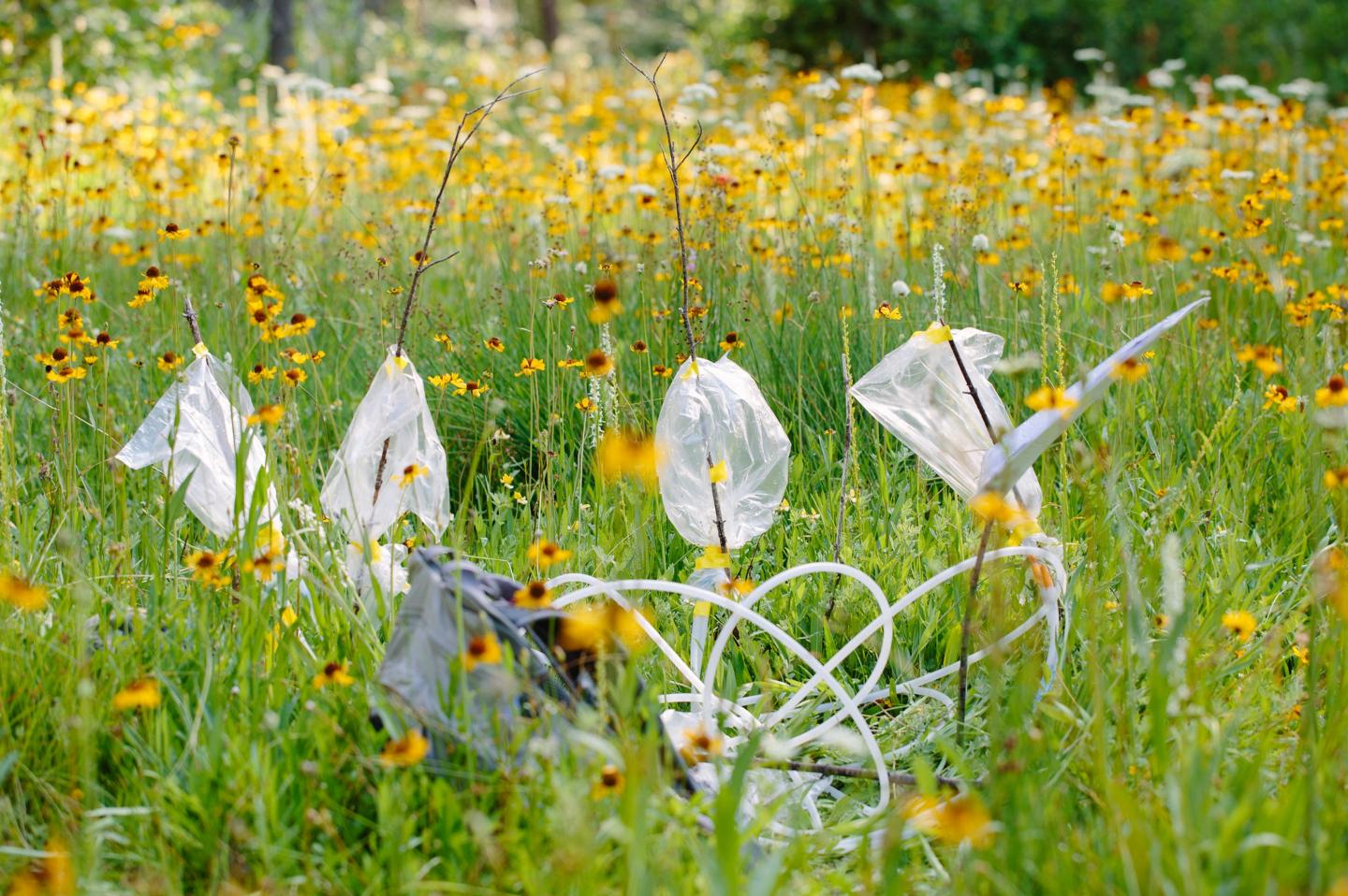 Collecting Scent Chemicals from Flowers
