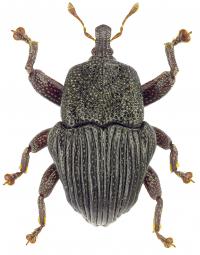 Twenty-Four New Beetle Species Discovered In Australian Rain Forests (2/3)