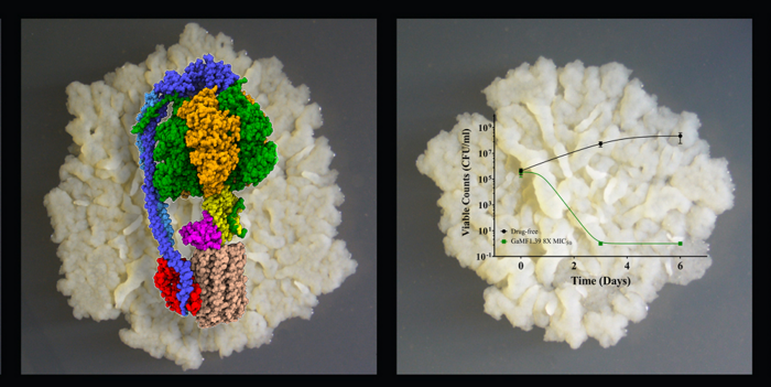 TB mycobacterial colony formation