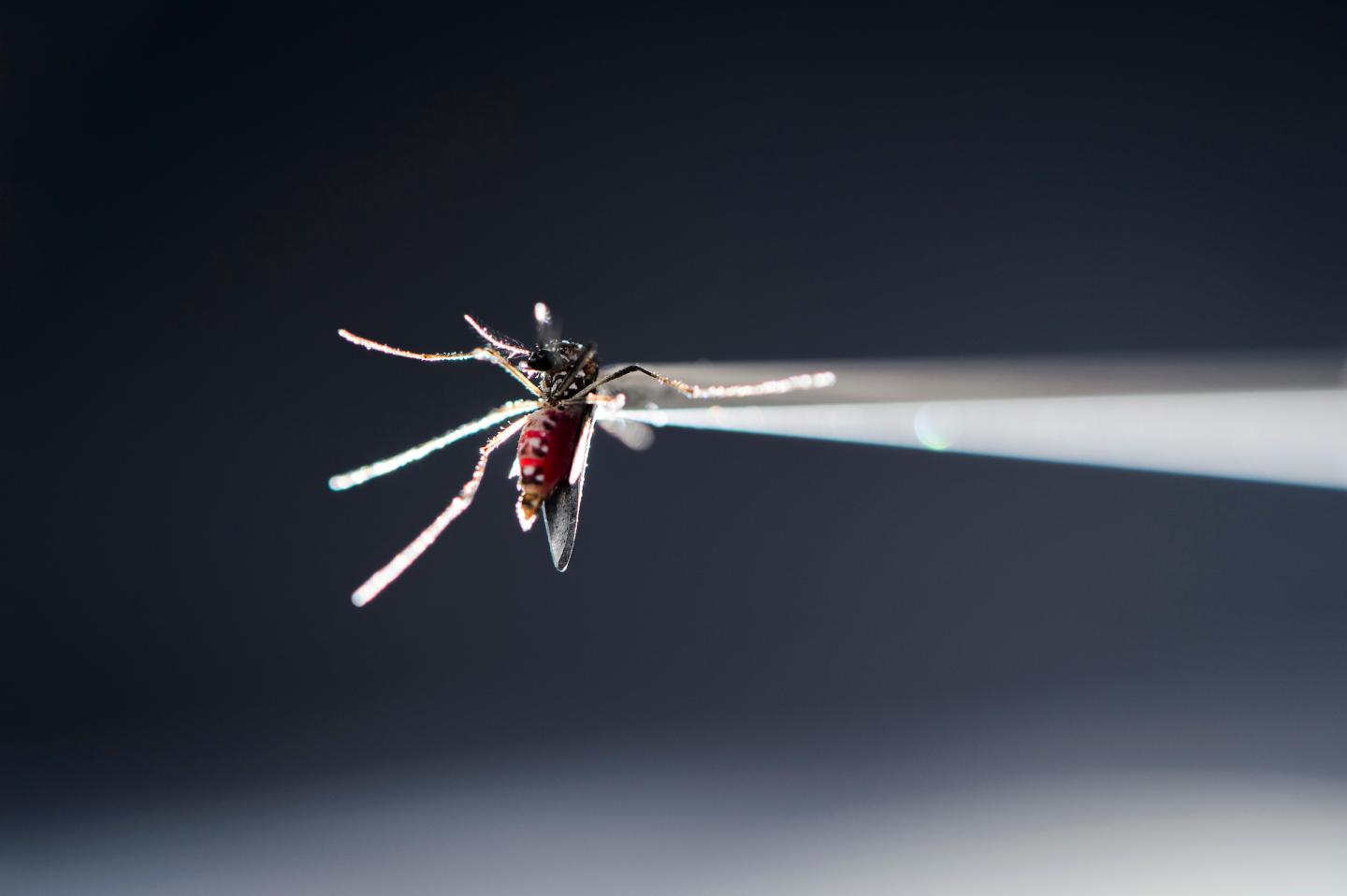 <I>Aedes aegypti</I>