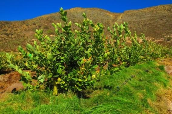 How Your Lawn Can Help You Grow Healthier Blueberries