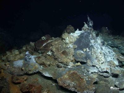 Hydrothermal Vent Crab