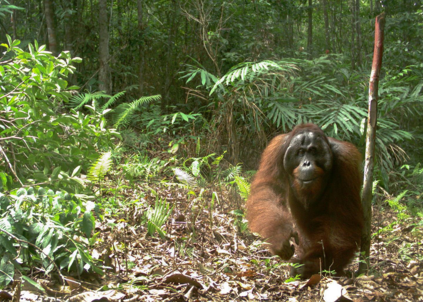 Male Orangutan