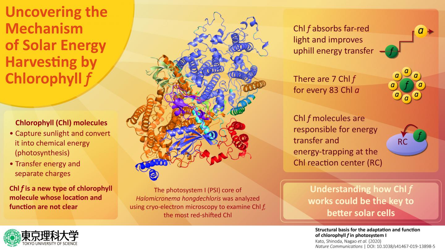 A New Type of Chlorophyll