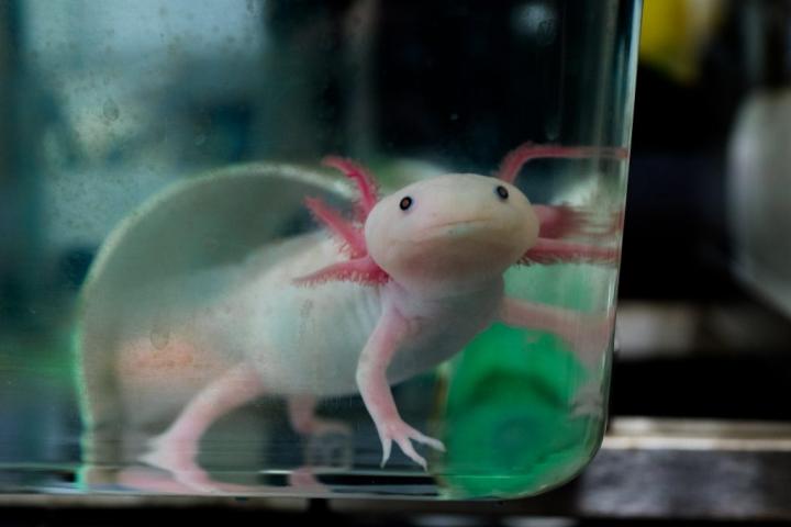 An axolotl, or Mexican salamander