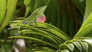 Long-term lizard study challenges the rules of evolutionary biology