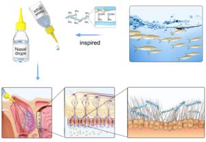 Swimming short fibrous nasal drops achieving intraventricular administration