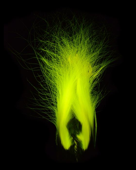 Plumage biofluorescence