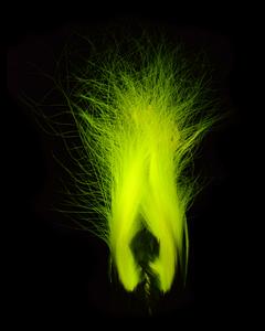 Plumage biofluorescence