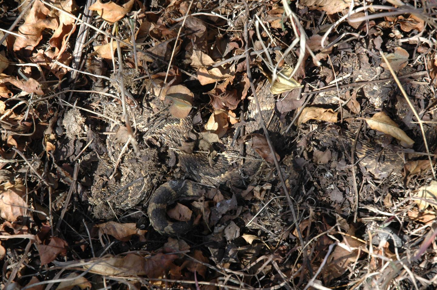 Camouflaged Puff Adder