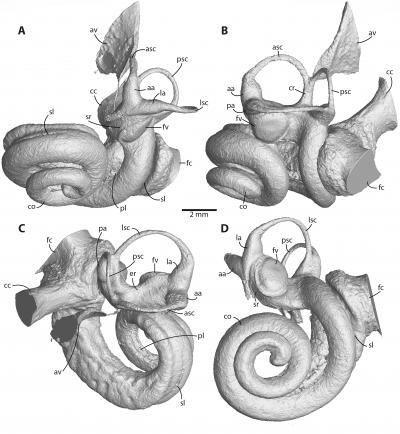 CT Scan of Ancient Earbone