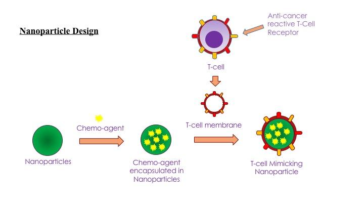 T-Cell Mimicking Nanoparticles for Targeted Delivery of Chemo-Drugs to Effectively Treat Melanoma