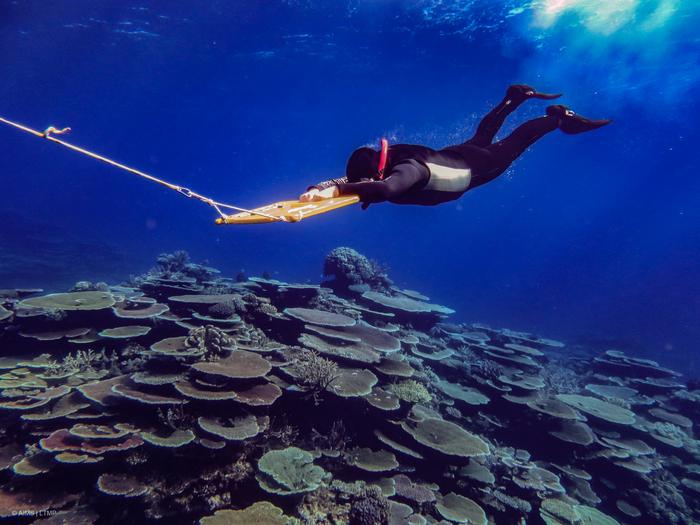 A scientific observer surveys the Great Barrier Reef