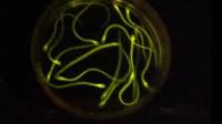New Fluorescent Protein from Eel Revolutionizes Key Clinical Assay