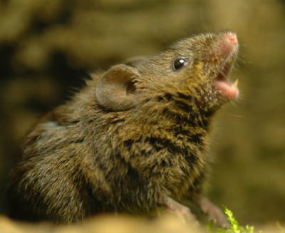 Male Singing Mouse