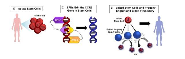 Most Strains of HIV Use the CCR5 Gene to Enter Host Cells