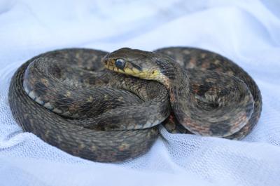 Rhabdophis tigrinus