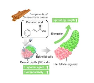 Cinnamic acid promotes elongation of hair peg-like sprouting in hair follicle organoids