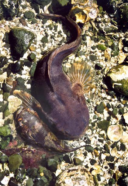 Male and Female Midshipman