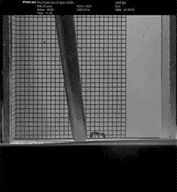 Jumping Trap-Jaw Ant