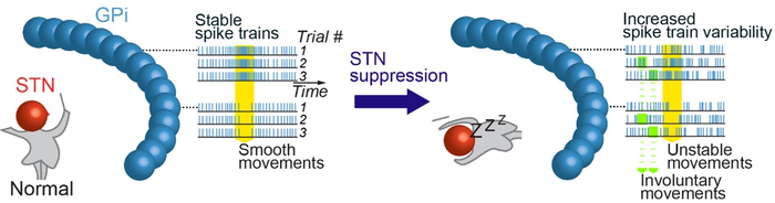 Role of the STN as the coordinator of GPi neurons.