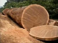 Timber in the Republic of Congo (3 of 3)