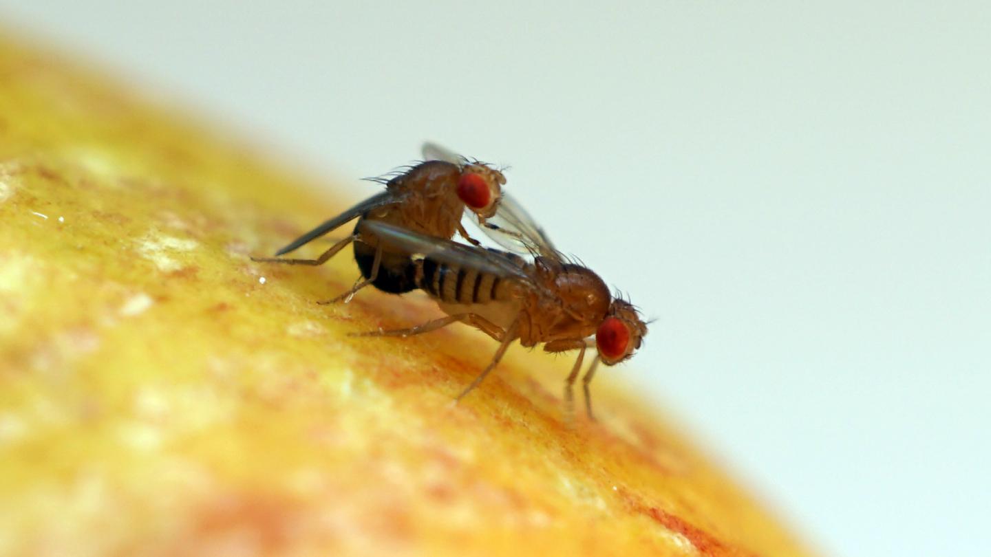 <i>Drosophila</i>