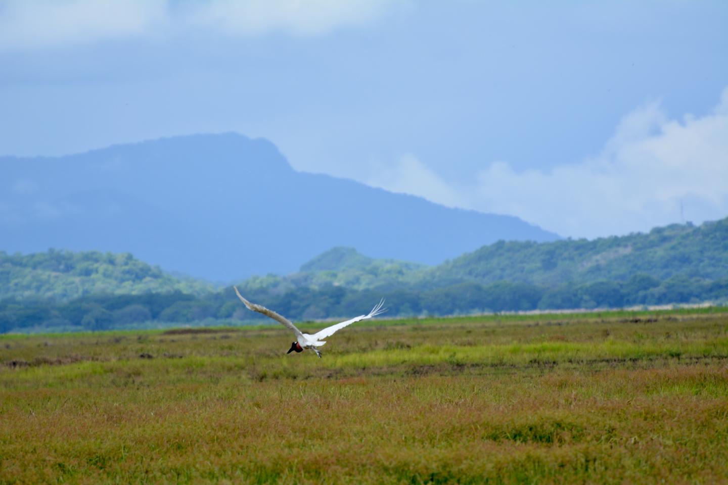 Jabiru Hendershot