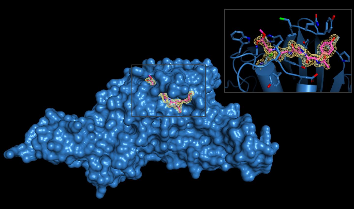 Disabling viral molecular 'scissor' could lead to COVID-19 drugs